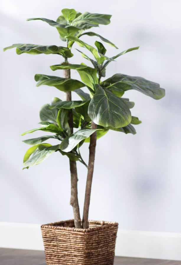 Fig tree plant at Wayfair